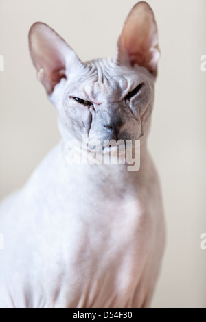 Sphynx-Katze-Porträt. Schaut in die Kamera Stockfoto