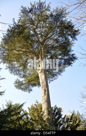 Bäume im Wald in Sherborne Oxfordshire Stockfoto