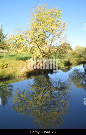 Baum spiegelt sich im See in zündeten Arboretum zündeten Park Gloucestershire Stockfoto