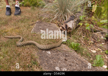 Reife Erwachsene Ringelnatter über drei Fuß lange gleitet seinen Weg ins Unterholz von unfrightened Kind im Garten gesehen Stockfoto