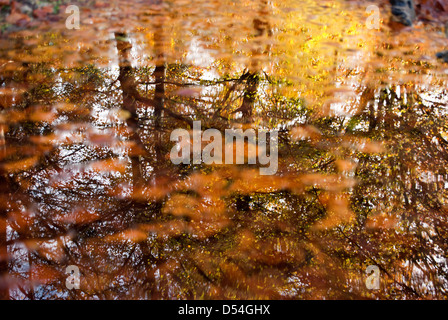 Herbst geht in eine Wasserpfütze reflektierte Stockfoto