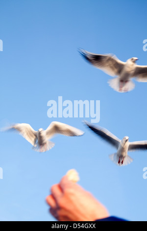 Warnemünde, Deutschland, Möwen im Flug Stockfoto