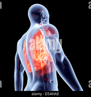 Die Lunge. 3D gerendert anatomische Abbildung. Stockfoto