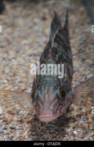 Juvenile Ballan Wrasse im aquarium Stockfoto