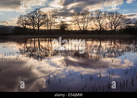 Bäume und überflutete Felder im Winter, Herefordshire, England, UK Stockfoto