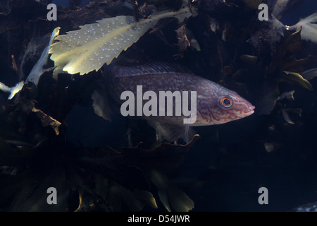 Juvenile Ballan Wrasse in Seetang Stockfoto