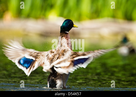 Anas Platyrhynchos, Drake Mallard spiegeln seine Flügel über der Oberfläche des Wassers in Slowmotion, Ansicht von hinten Stockfoto