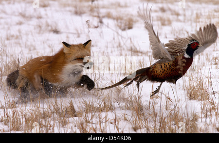 Rotfuchs Vulpes Vulpes Jagd Fasane Stockfoto