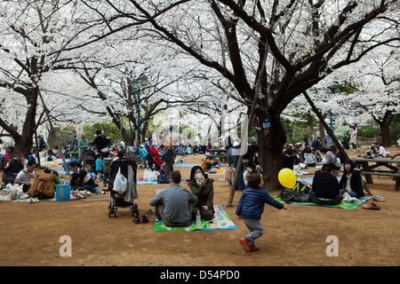Hanami ist der japanischen traditionellen Brauch, genießen Sie die Schönheit der Blumen, das heißt fast immer Kirschblüten. Stockfoto
