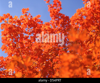 Bunte Ahornbaum im Herbst, Provinz Ontario, Kanada Stockfoto