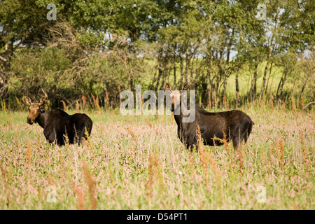 Junger Stier Elch im Feld Saskatchewan Kanada Stockfoto