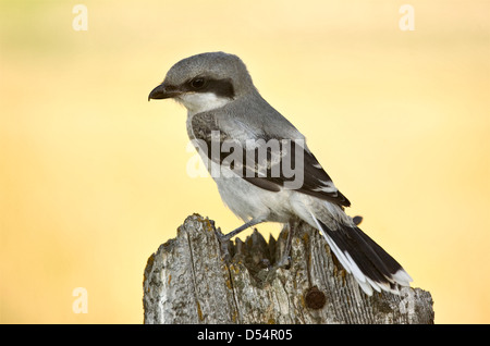 Gray Grey Jay Young Baby auf Post Kanada Stockfoto