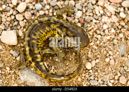 Tiger Salamander auf Straße Kanada hautnah Stockfoto