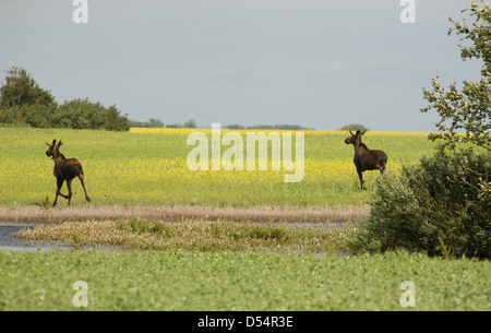 Junger Stier Elch im Feld Saskatchewan Kanada Stockfoto