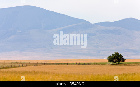 Südlichen Alberta ländliche Szene Prairie in der Nähe von Montana Milk River Stockfoto