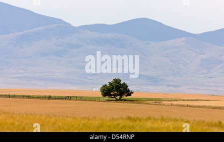 Südlichen Alberta ländliche Szene Prairie in der Nähe von Montana Milk River Stockfoto