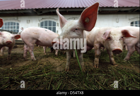 Strahlende Dorf, Deutschland, Biofleischproduktion, Ferkel in einem Stift vor der Scheune Stockfoto