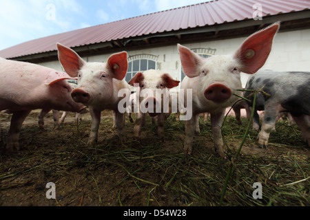 Strahlende Dorf, Deutschland, Biofleischproduktion, Ferkel in einem Stift vor der Scheune Stockfoto