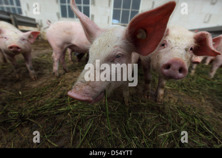 Strahlende Dorf, Deutschland, Biofleischproduktion, Ferkel essen frische Gräser Stockfoto