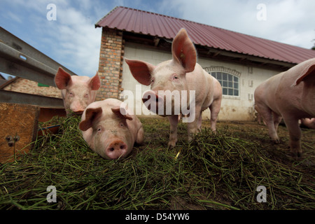 Strahlende Dorf, Deutschland, Biofleischproduktion, Schweine in einem Stall vor der Scheune Stockfoto