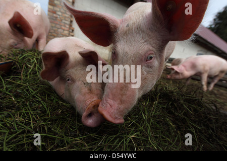 Strahlende Dorf, Deutschland, Biofleischproduktion, Schweine essen frisches grass Stockfoto