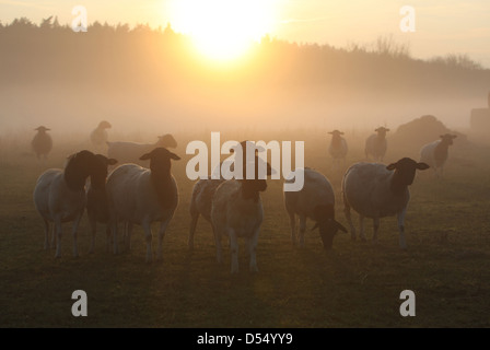 Neu Kätwin, Deutschland, Dorperschafe auf einer Weide bei Sonnenuntergang Stockfoto