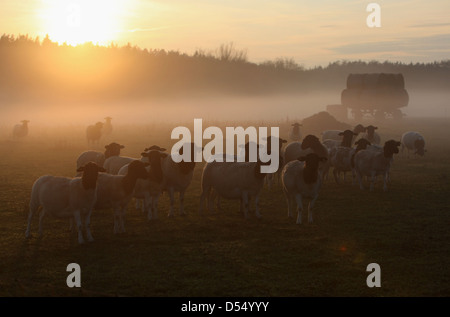 Neu Kätwin, Deutschland, Dorperschafe auf einer Weide bei Sonnenuntergang Stockfoto