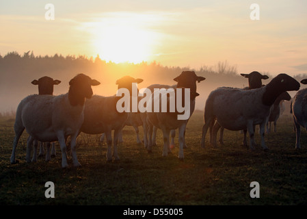 Neu Kätwin, Deutschland, Dorperschafe auf einer Weide bei Sonnenuntergang Stockfoto