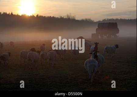 Neu Kätwin, Deutschland, Dorperschafe auf einer Weide bei Sonnenuntergang Stockfoto