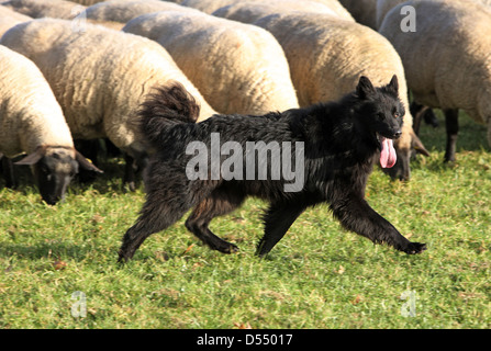 Hoppegarten, Deutschland, läuft Huetehund vor einer Schafherde Stockfoto