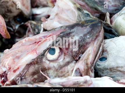 Fisch-Köpfe in einem Container außerhalb eine Fischverarbeitungsfabrik in Sakrisoy auf den Lofoten, Norwegen Stockfoto