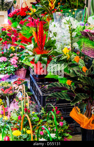 Nahaufnahme Detail einer Blume stall außen Hala Mirowska Markt in Warschau, Polen. Stockfoto