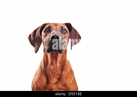 Rhodesian Ridgeback Welpen im Studio, Spaß! Stockfoto