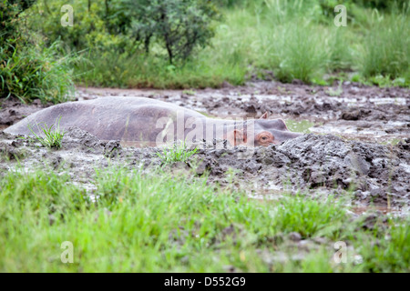 Nilpferd im Schlamm-Pool. Südafrika, Krügers-Nationalpark. Stockfoto