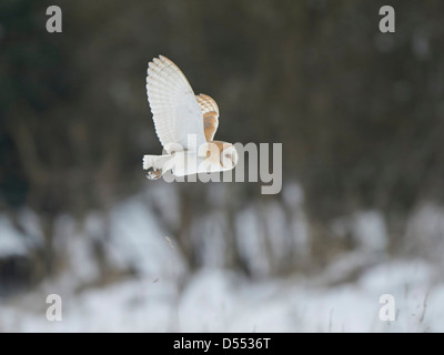 Schleiereule im Flug über Schnee überdachten Bereich Stockfoto