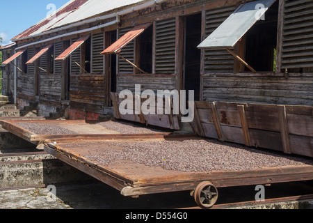 Grenada Gouyave Dougaldston Estate, Trocknen der Kakaobohnen Stockfoto