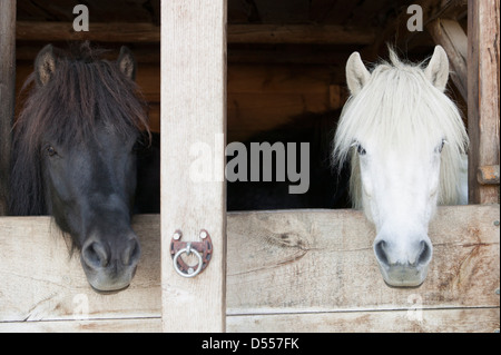 Pferde, beugte sich über Stalltüren Stockfoto