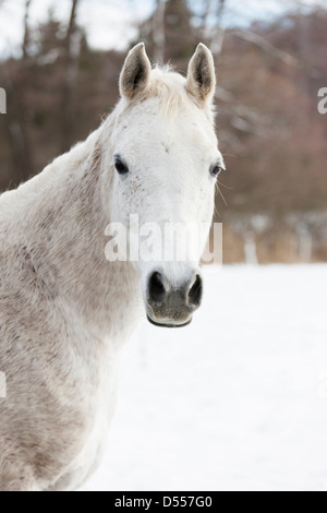 Pferd, zu Fuß in schneebedecktes Feld Stockfoto