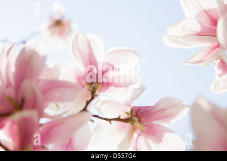 Nahaufnahme von rosa Blüten Stockfoto