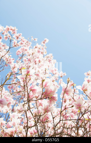 Rosa Blüten auf Bäumen im Freien wachsen Stockfoto