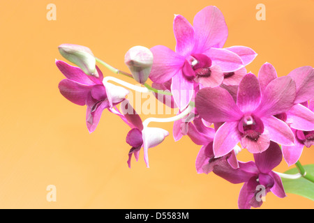 schöne lila Orchidee Blume auf orange Hintergrund Stockfoto