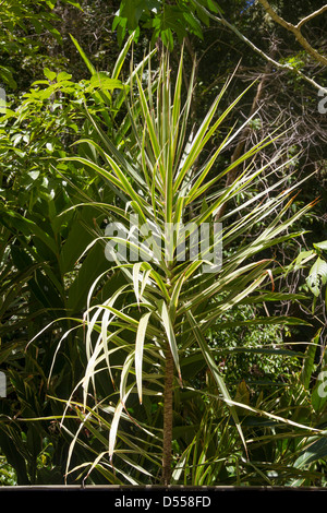 Rizinusöl Strauch, Ricinus Communis Stockfoto