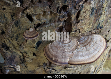 Pilz-Parasiten auf alte Holz wächst Stockfoto