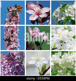 Collage mit Close up von blühenden Bäumen und Sträuchern Stockfoto