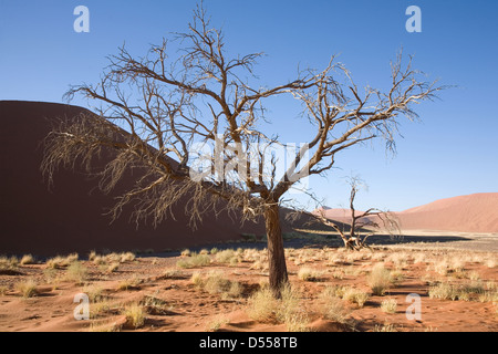 Akazie und Dünengras in der Namib-Wüste Stockfoto