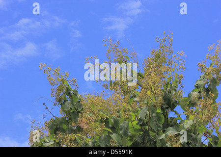 Teakholz Baum und Blüte Blume gegen blauen Himmel Stockfoto