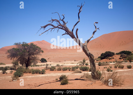 Ausgetrocknetes Flussbett und Akazie Baum Skelett in der Namib-Wüste Stockfoto