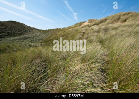 Dünengebieten Rasen bedeckt Sanddünen Zeitpunkt Whiteford Gower Stockfoto