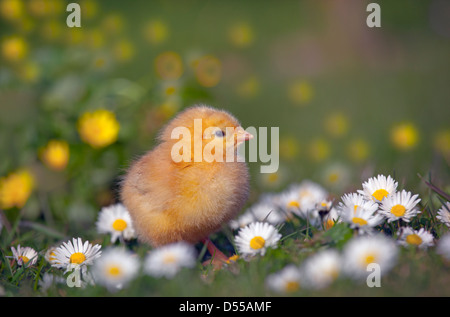 Frisch geschlüpfte Hühner im Garten mit Gänseblümchen im Frühling Stockfoto