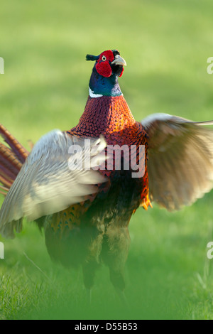 Fasan männlichen Phasianus Colchicus Berufung Stockfoto